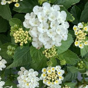 Lantana 'Coconut'