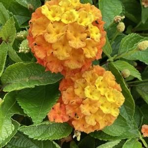 Lantana 'Mango'