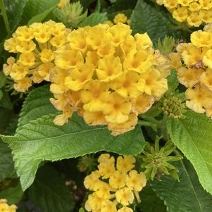 Lantana 'Pineapple'
