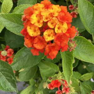 Lantana 'Red Chili'