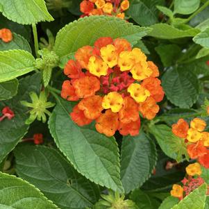 Lantana 'Red'