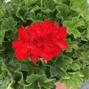 Geranium - Interspecific 'Dark Red IMP'