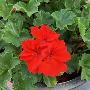 Geranium - Interspecific 'Scarlet'