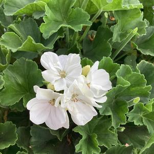 Geranium - Interspecific 'White'