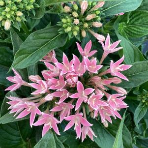 Pentas 'Cascade Blush'