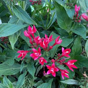 Pentas 'Cascade Pink Bicolor'