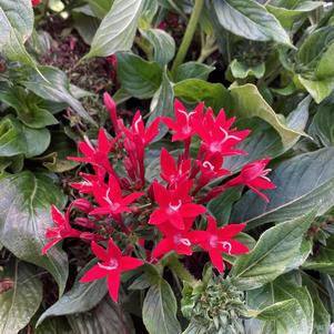 Pentas 'Cascade Red'