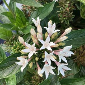 Pentas 'Cascade White'