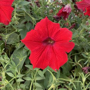 Petunia 'Red'