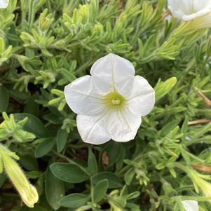 Petunia 'White IMP'