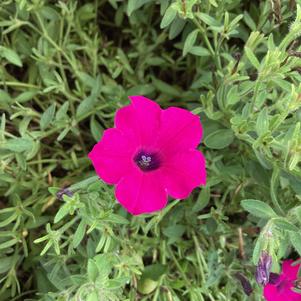 Petunia 'Magenta'