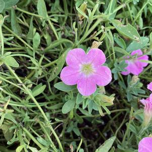 Petunia 'Pink'