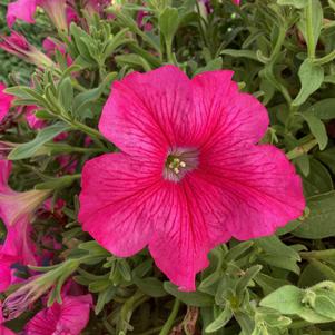 Petunia 'Mega Hot Pink'