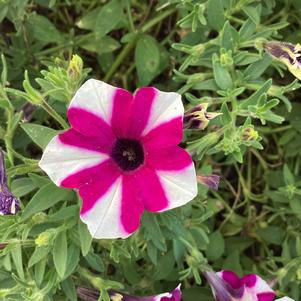 Petunia 'Blueberry'