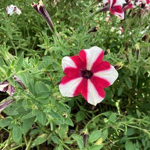 Petunia 'Raspberry'