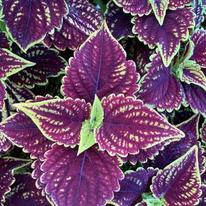 Plectranthus 'Burgundy Lime'
