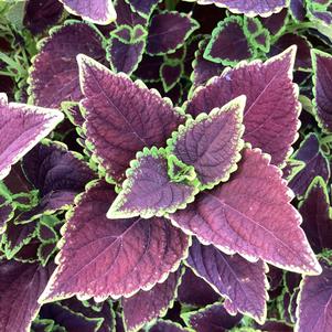 Plectranthus 'Chocolate Mint'