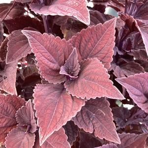 Plectranthus 'Chocolate Velveteen'