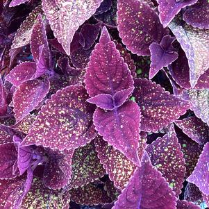 Plectranthus 'Moondust'