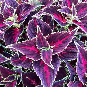 Plectranthus 'Pink Tricolor'