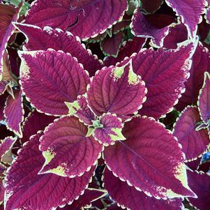 Plectranthus 'Sienna'
