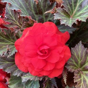 Begonia 'Dark Red (seed)'