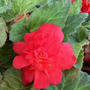 Begonia 'Dark Rose (seed)'