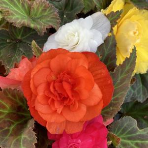 Begonia 'Mix (seed)'
