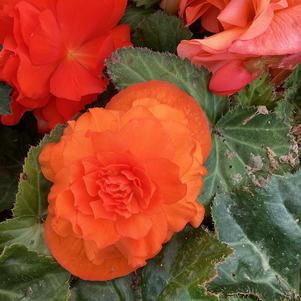 Begonia 'Orange (seed)'