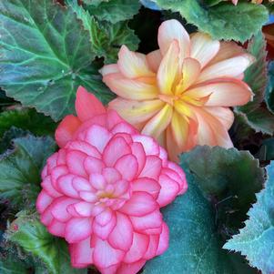 Begonia 'Sorbet (seed)'