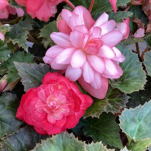 Begonia 'Sunrise (seed)'