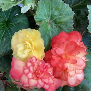 Begonia 'Sunset (seed)'
