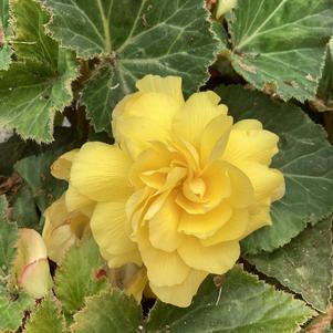 Begonia 'Yellow (seed)'