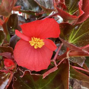 Begonia 'Bronze Leaf Red (seed)'