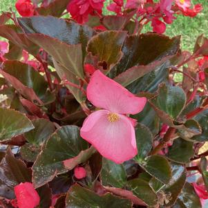 Begonia 'Bronze Leaf Rose (seed)'