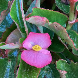 Begonia 'Green Leaf Pink (seed)'