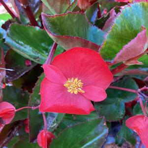 Begonia 'Green Leaf Red (seed)'