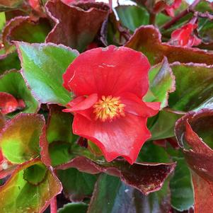 Begonia 'Scarlet IMP (seed)'
