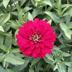 Zinnia 'Cherry (seed)'