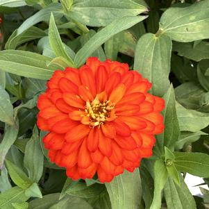 Zinnia 'Fire (seed)'