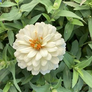Zinnia 'White (seed)'