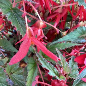 Begonia 'Red&copysr;'