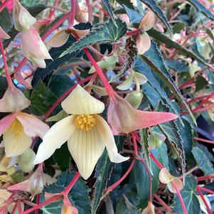 Begonia 'Yellow&copysr;'