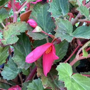Begonia 'Hot Pink&copysr;'