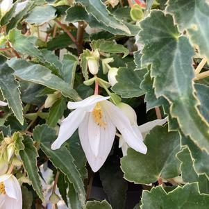 Begonia 'White&copysr;'