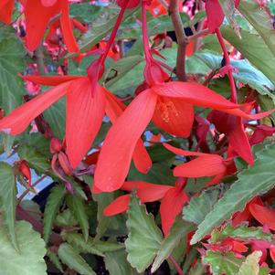 Begonia 'Encanto Orange&copysr;'