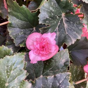 Begonia 'Frivola Pink&copysr;'