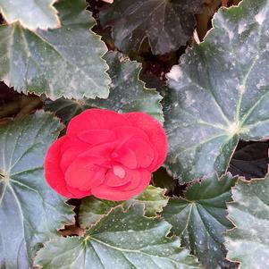 Begonia 'Vermillion Red&copysr;'