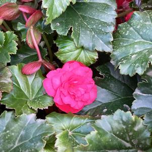 Begonia 'Vermillion Hot Pink&copysr;'