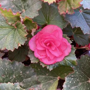 Begonia 'Rhodee Pink&copysr;'